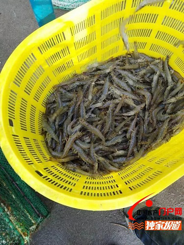 疫情对上半年中国虾业的影响及应对策略